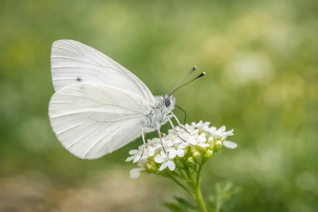 papillon blanc signification